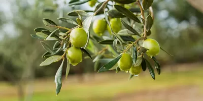 Il nostro oro verde