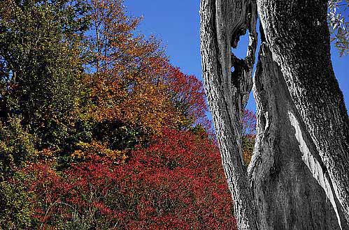 12-autunno
