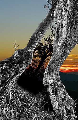 7-doppio-albero